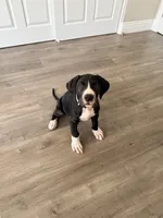 Tank, a male Great Dane for sale in Los Angeles, CA – 2 of 3