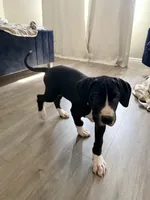 Tank, a male Great Dane for sale in Los Angeles, CA – 3 of 3