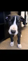 Rose, a female Great Dane for sale in Los Angeles, CA – 4 of 5