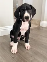 Tank, a male Great Dane for sale in Los Angeles, CA – 1 of 3