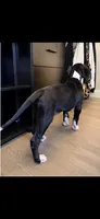 Rose, a female Great Dane for sale in Los Angeles, CA – 5 of 5