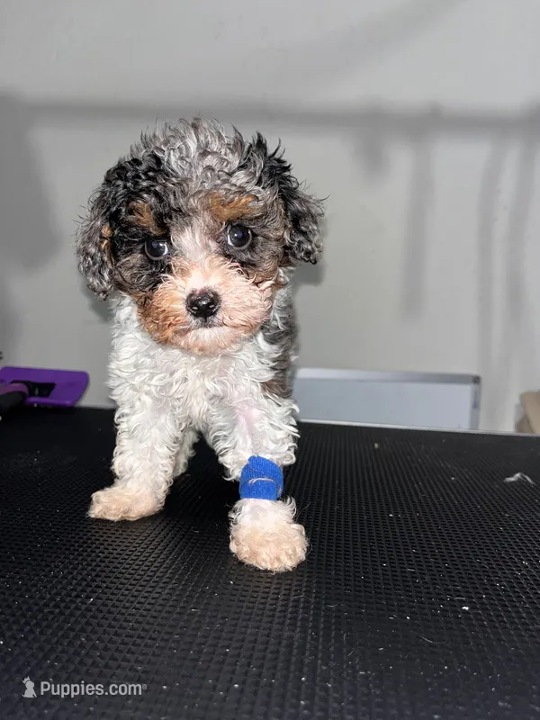 Bruno  – Poodle - Miniature  puppy for sale in Detroit, MI