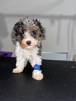 Bruno , a male Poodle - Miniature  for sale in Detroit, MI – 1 of 1