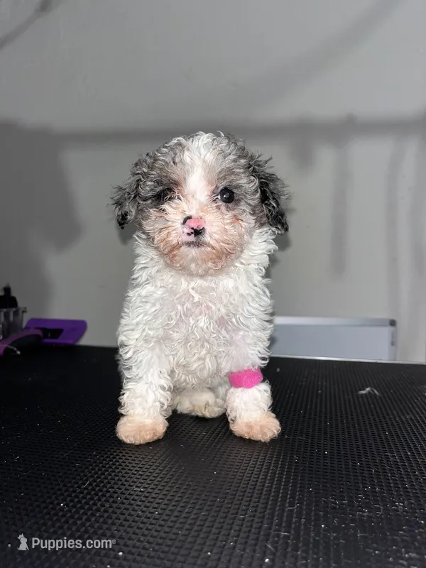 Lulu – Poodle - Miniature  puppy for sale in Detroit, MI