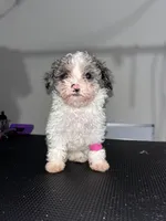 Lulu, a female Poodle - Miniature  for sale in Detroit, MI – 1 of 1