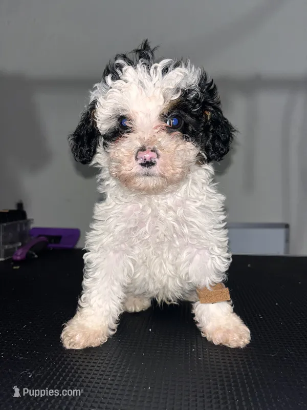 Poppy – Poodle - Miniature  puppy for sale in Detroit, MI