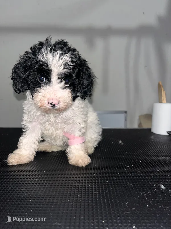 Daisy  – Poodle - Miniature  puppy for sale in Detroit, MI