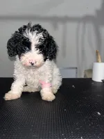 Daisy , a female Poodle - Miniature  for sale in Detroit, MI – 1 of 1