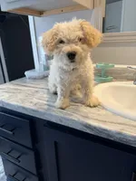 Leo, a male Poodle - Toy  for sale in Tylertown, MS – Photo 4 of 4