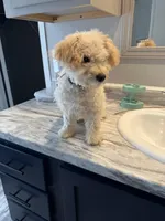 Leo, a male Poodle - Toy  for sale in Tylertown, MS – Photo 3 of 4