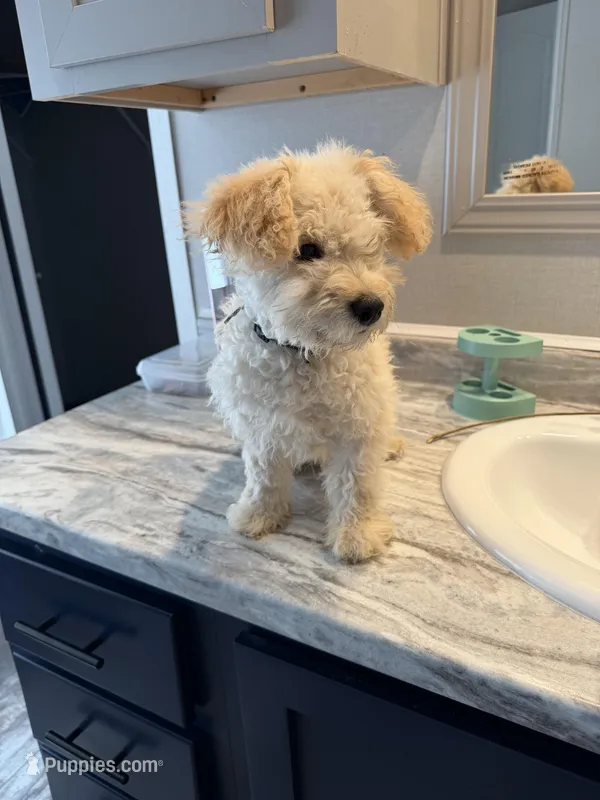 Leo – Poodle - Toy  puppy for sale in Tylertown, MS