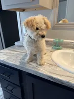 Leo, a male Poodle - Toy  for sale in Tylertown, MS – Photo 2 of 4