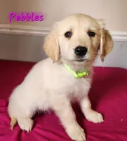 Pebbles, a female Golden Retriever for sale in Sheridan, MI – 3 of 3