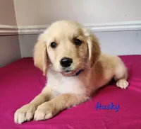 Husky, a male Golden Retriever for sale in Sheridan, MI – 3 of 3