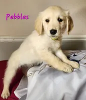 Pebbles, a female Golden Retriever for sale in Sheridan, MI – 2 of 3