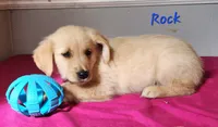 Rock, a male Golden Retriever for sale in Sheridan, MI – 1 of 3