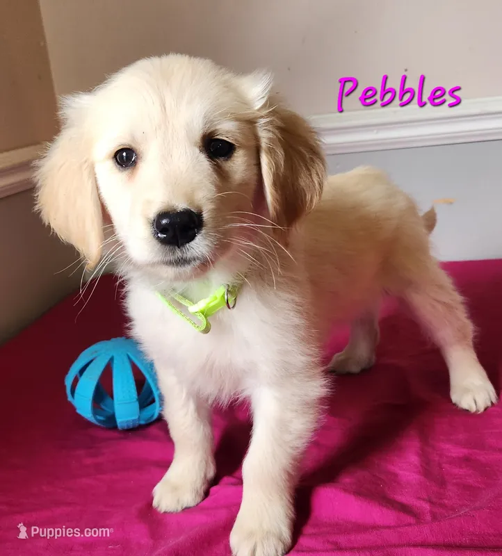Pebbles – Golden Retriever puppy for sale in Sheridan, MI