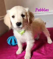 Pebbles, a female Golden Retriever for sale in Sheridan, MI – 1 of 3