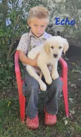 Echo, a male Golden Retriever for sale in Sheridan, MI – 2 of 3