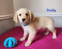Husky, a male Golden Retriever for sale in Sheridan, MI – 1 of 3