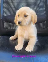Midnight breezes, a female Golden Retriever for sale in Sheridan, MI – 2 of 3