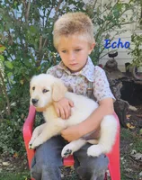 Echo, a male Golden Retriever for sale in Sheridan, MI – 3 of 3