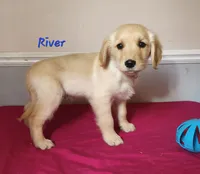 River, a male Golden Retriever for sale in Sheridan, MI – 3 of 3