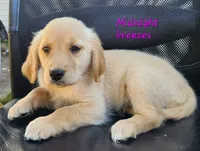Midnight breezes, a female Golden Retriever for sale in Sheridan, MI – 1 of 3