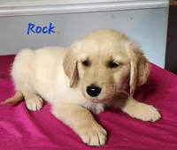 Rock, a male Golden Retriever for sale in Sheridan, MI – 2 of 3