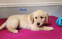 Mack, a male Golden Retriever for sale in Sheridan, MI – 2 of 3