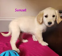 Sunset, a female Golden Retriever for sale in Sheridan, MI – 3 of 3