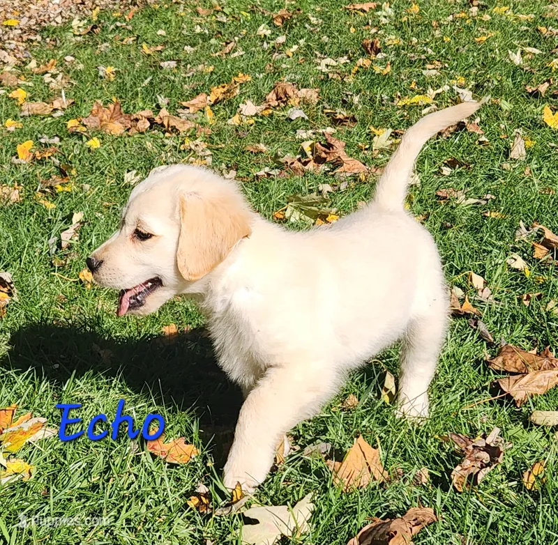 Echo – Golden Retriever puppy for sale in Sheridan, MI