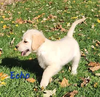 Echo, a male Golden Retriever for sale in Sheridan, MI – 1 of 3