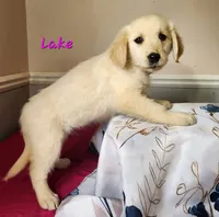 Lake, a female Golden Retriever for sale in Sheridan, MI – 3 of 3