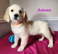 Autumn, a female Golden Retriever for sale in Sheridan, MI – 2 of 3