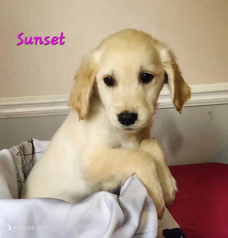 Sunset – Golden Retriever puppy for sale in Sheridan, MI