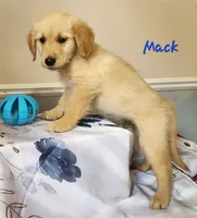 Mack, a male Golden Retriever for sale in Sheridan, MI – 3 of 3