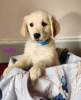 Lake, a female Golden Retriever for sale in Sheridan, MI – 2 of 3