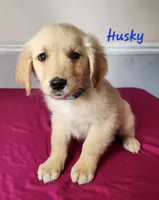 Husky, a male Golden Retriever for sale in Sheridan, MI – 2 of 3
