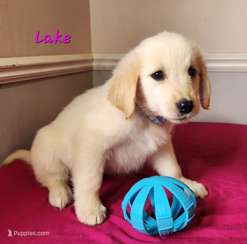 Lake – Golden Retriever puppy for sale in Sheridan, MI