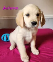 Autumn, a female Golden Retriever for sale in Sheridan, MI – 3 of 3