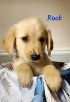 Rock, a male Golden Retriever for sale in Sheridan, MI – 3 of 3