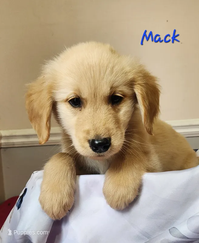 Mack – Golden Retriever puppy for sale in Sheridan, MI