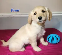 River, a male Golden Retriever for sale in Sheridan, MI – 2 of 3