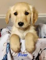 River, a male Golden Retriever for sale in Sheridan, MI – 1 of 3