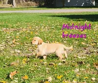 Midnight breezes, a female Golden Retriever for sale in Sheridan, MI – 3 of 3