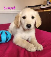 Sunset, a female Golden Retriever for sale in Sheridan, MI – 2 of 3