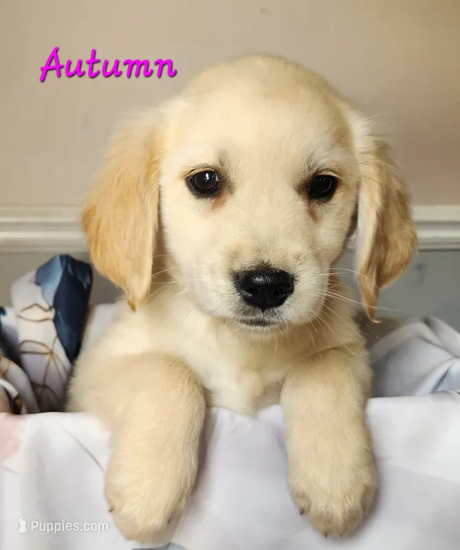 Autumn – Golden Retriever puppy for sale in Sheridan, MI