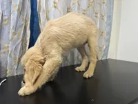 Golden Buttercup, a female Golden Retriever for sale in Los Angeles, CA – 4 of 5