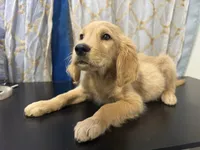 Golden Nugget , a male Golden Retriever for sale in Los Angeles, CA – 8 of 10